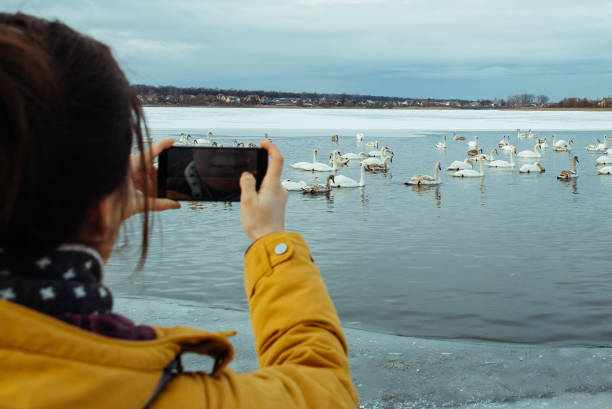 istock woman feed swans on winter lake 1080095358