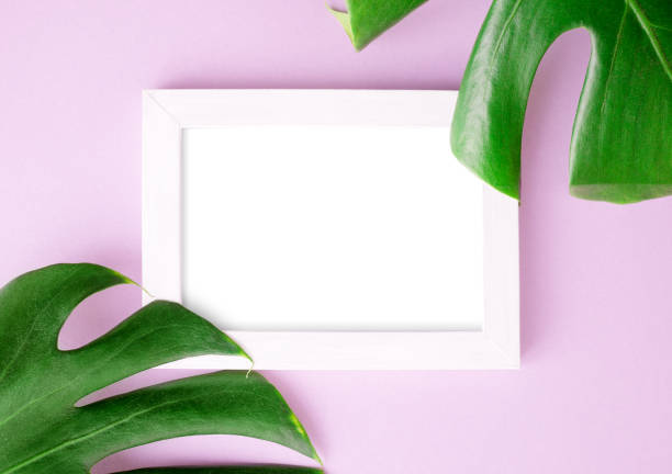 istock Flat lay top view photo frame with Two green monstera leaves on bright pink background. Tropical mock up 1080096178