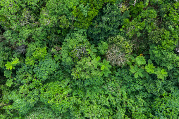 la vista aerea della foresta. - coastline branch day summer foto e immagini stock