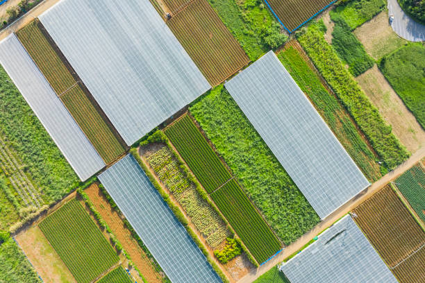 Landscape of the field where various plants are planted