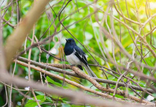 istock The bird is on a branch of a nature 1080107728