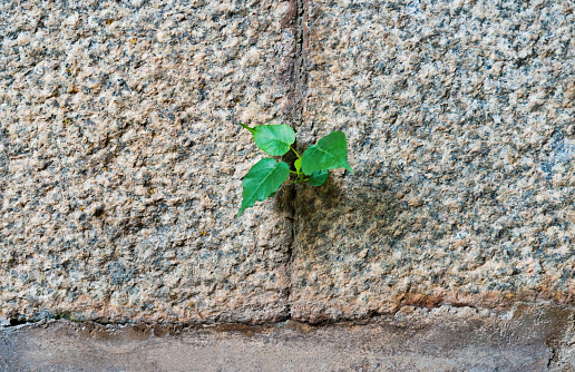 Small plant growing on stone wall.