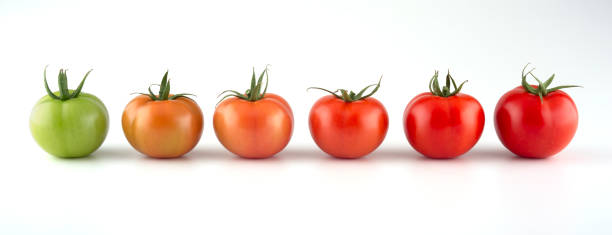 白背景に分離された赤トマトの進化 - evolution progress unripe tomato ストックフォトと画像