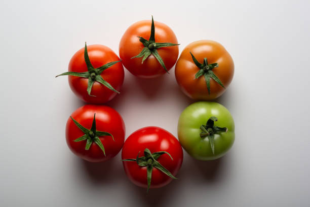 evolution von roten tomaten isoliert auf weißem hintergrund - evolution progress unripe tomato stock-fotos und bilder