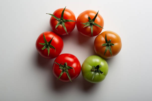 evolution von roten tomaten isoliert auf weißem hintergrund - evolution progress unripe tomato stock-fotos und bilder