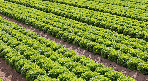 huge field of lettuce grown in summer