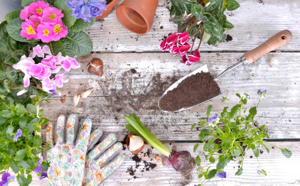 istock shovel filled  with soil and springtime flowers 1080117028