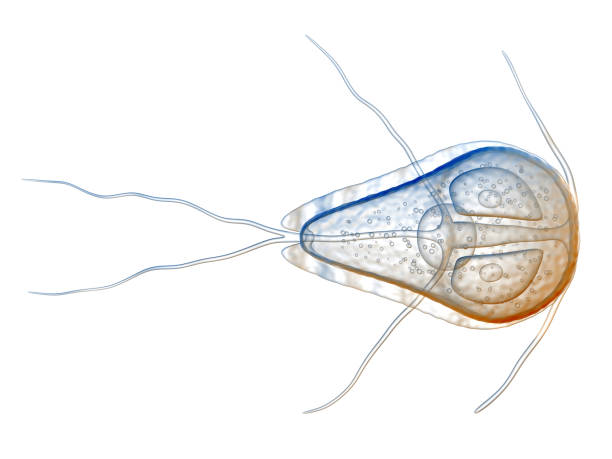 3d Illustration of the protozoan 3d Illustration of the protozoan, Giardia lamblia isolated on white giardia lamblia stock pictures, royalty-free photos & images