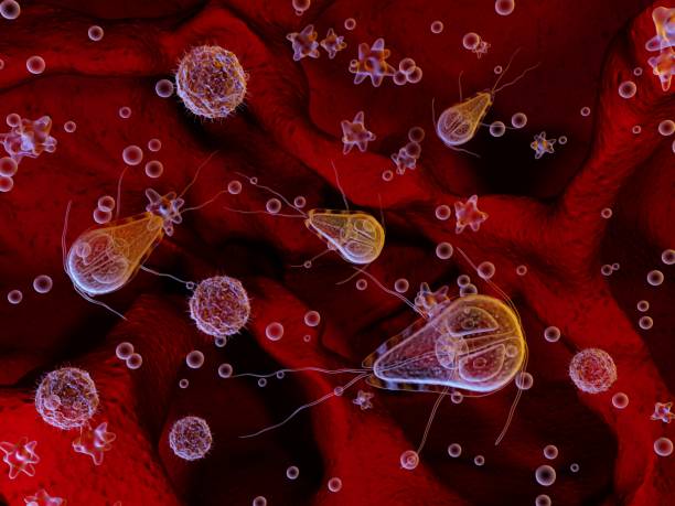 istock Protozoan lamblia Giardia 1080117168