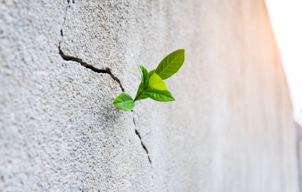 istock Small plant growing on concrete wall 1080117220