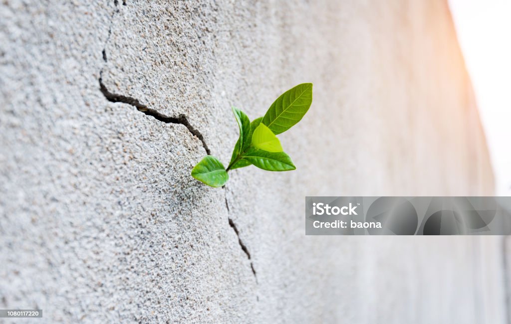 Small plant growing on concrete wall Small plant growing on concrete wall. Emergence Stock Photo