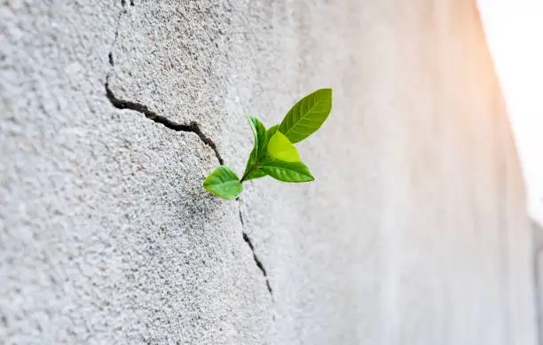 Photo of Small plant growing on concrete wall