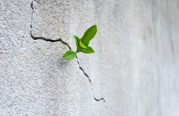 istock Small plant growing on concrete wall 1080117256