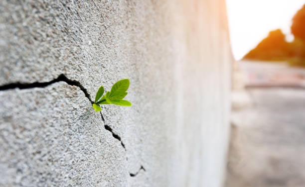 istock Small plant growing on concrete wall 1080117328
