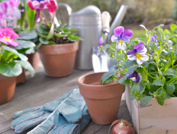 istock spring flowers and pots on a wooden table 1080121164