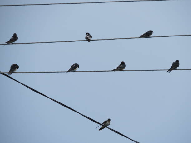 istock Row of swallows perched on overhead wire 1080123768