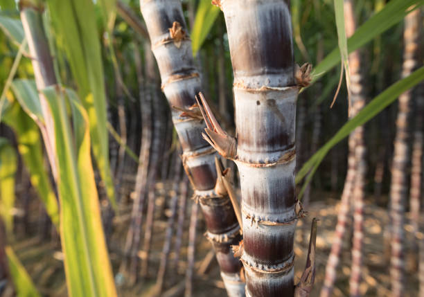 istock Closeup of sugarcane plants growing at field 1080129176