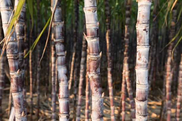 istock Closeup of sugarcane plants growing at field 1080129740