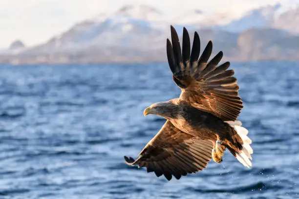 White-tailed eagle or sea eagle (Haliaeetus albicilla) hunting in the sky over a Fjord near Vesteralen island in Northern Norway.