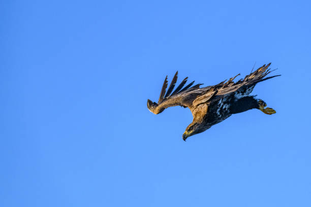 북부 노르웨이 이상의 하늘에 흰 꼬리 독수리 또는 바다 독수리 사냥 - white tailed eagle sea eagle eagle sea 뉴스 사진 이미지