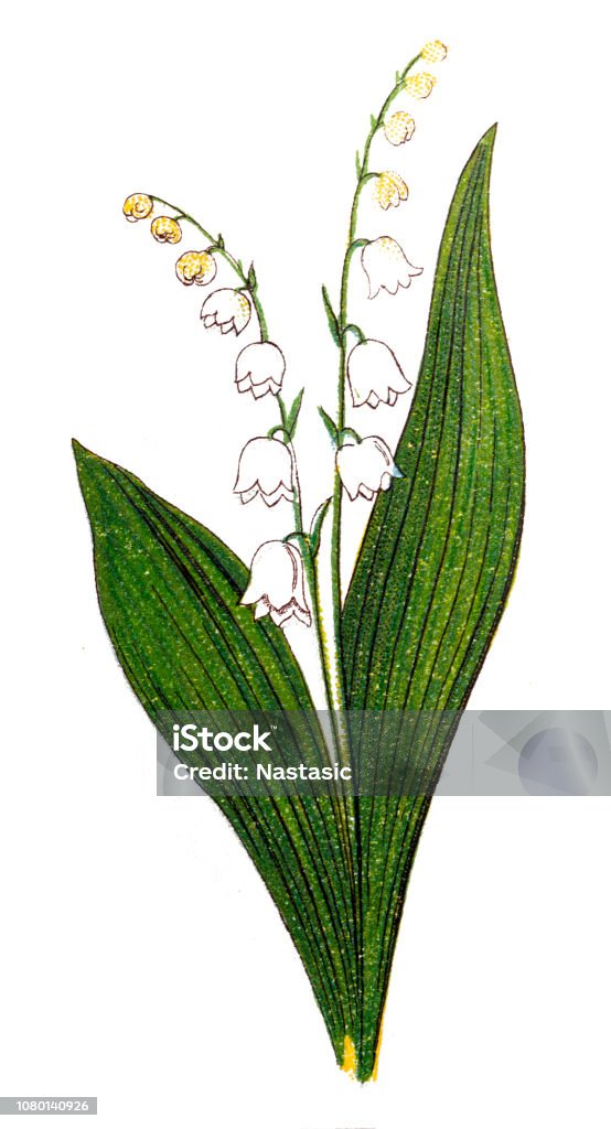 Lily of the valley (Convallaria majalis) May bells, Our Lady's tears, and Mary's tears Illustration of a Lily of the valley (Convallaria majalis) May bells, Our Lady's tears, and Mary's tears Lily-of-the-valley stock illustration