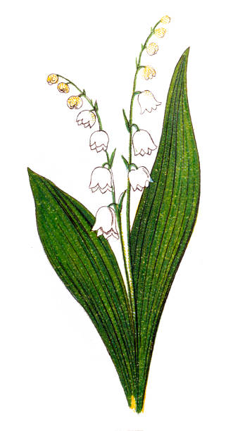 Lily of the valley (Convallaria majalis) May bells, Our Lady's tears, and Mary's tears Illustration of a Lily of the valley (Convallaria majalis) May bells, Our Lady's tears, and Mary's tears lily of the valley antique botanical engraving stock illustrations