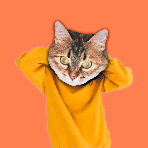 Hipster cat in trendy pullover clothes on coral color background stock photo