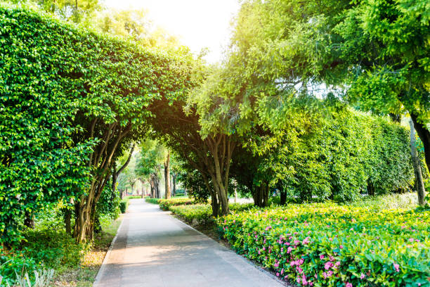 istock Green natural tunnel in formal garden 1080146350