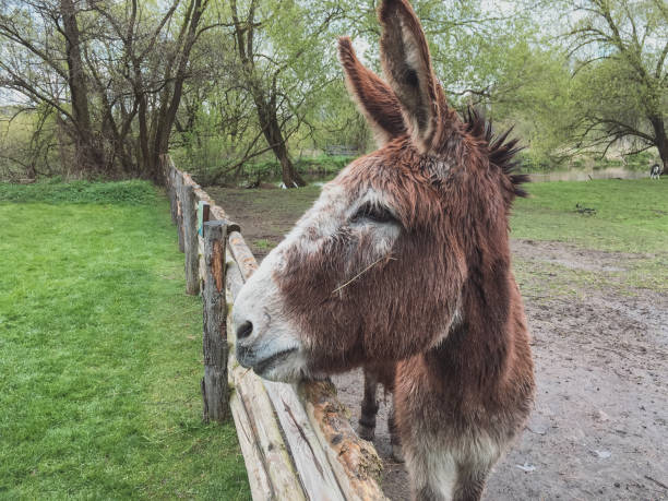istock Farmland And Donkey Head Portrait 1080146486