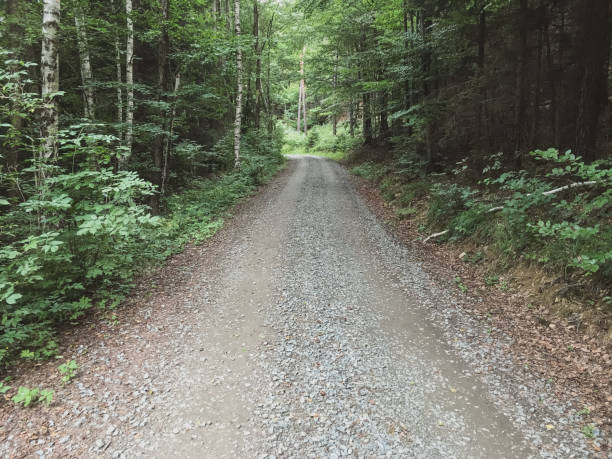 View Of The Forest Road, Heading Deaper In The Woods View Of The Forest Road, Heading Deaper In The Woods tiefenbach stock pictures, royalty-free photos & images