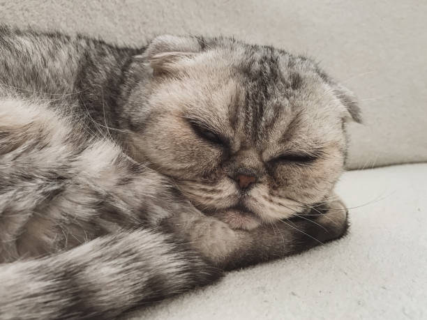 istock Gray Cat Lying On The Couch, Portrait Close-Up 1080146902