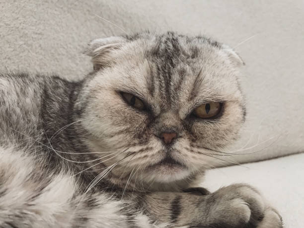istock Gray Cat Lying On The Couch, Portrait Close-Up 1080146928