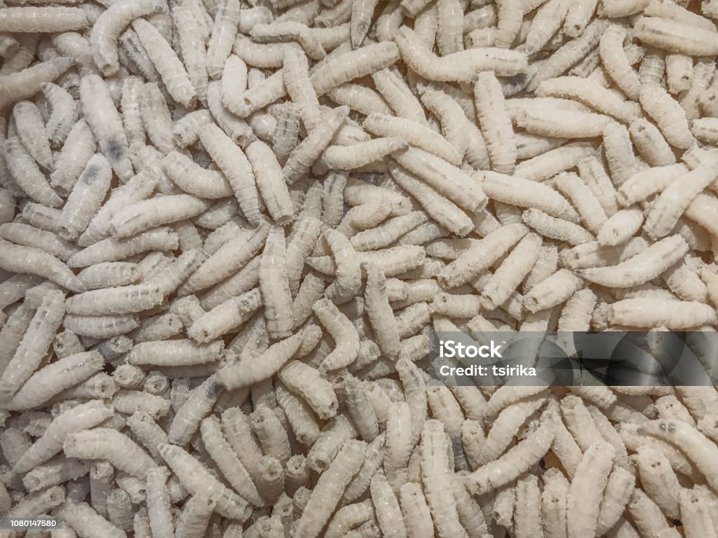 White Maggots Large Pile Of Worms Fishing Lure Stock Photo - Download Image  Now - Abstract, Animal, Animal Dung - iStock