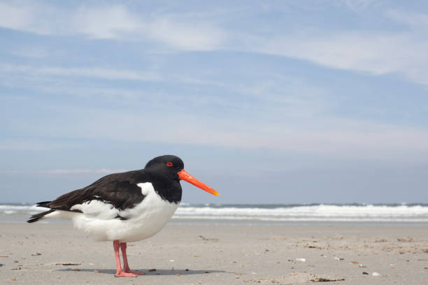 istock scholekster, oystercatcher, Haematopus ostralegus 1080147600
