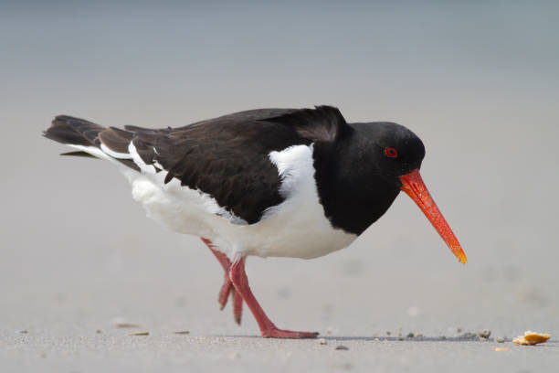istock scholekster, oystercatcher, Haematopus ostralegus 1080148804