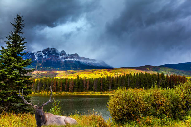 istock Red deer resting on the lake 1080154430