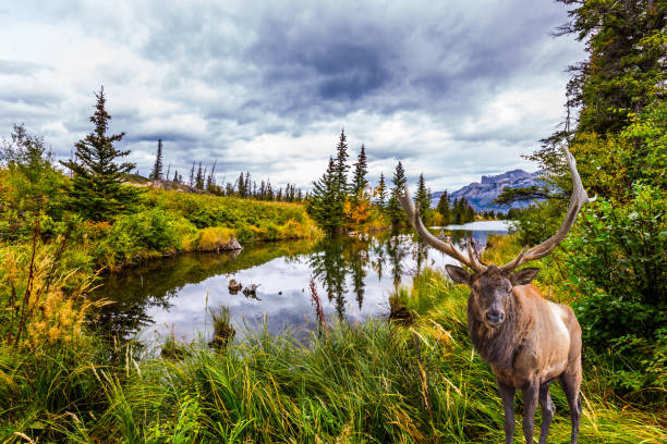 istock Red deer with horns grazing 1080154526