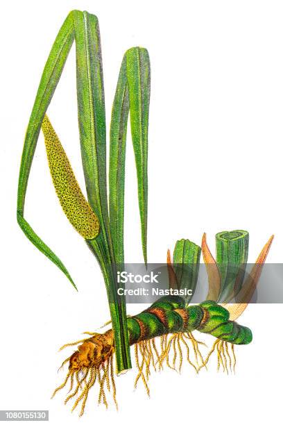 Acorus Calamus Stock Illustration - Download Image Now - Acorus Calamus, Plant, Root