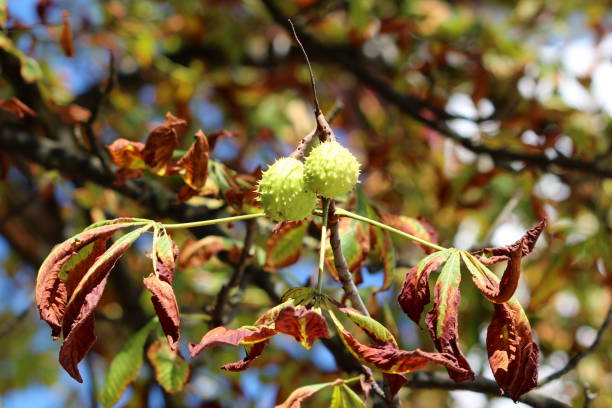 秋の紅葉に囲まれた閉鎖�のとげのある cupule のペアで栗の木の枝 - cupule ストックフォトと画像