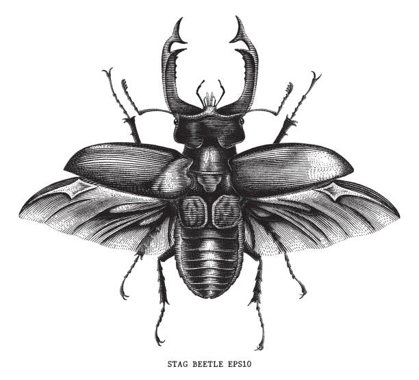 stockillustraties, clipart, cartoons en iconen met antieke insect stag beetle bug illustratie gravure vintage stijl geïsoleerd op witte achtergrond - kever