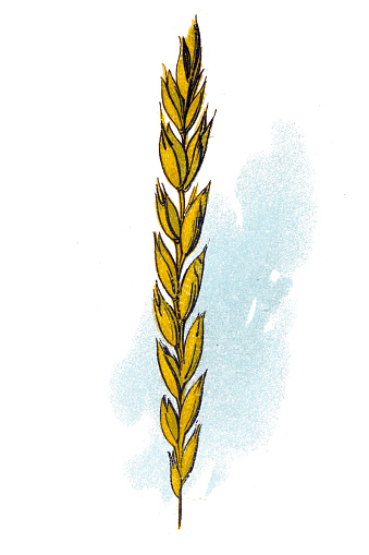 Illustration of a Spelt (Triticum spelta), also known as dinkel wheat or hulled wheat