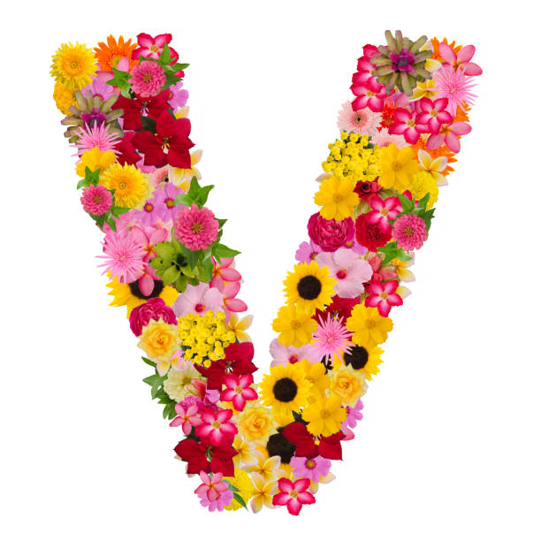 istock Letter V alphabet with flower ABC concept type as logo isolated 1080165744