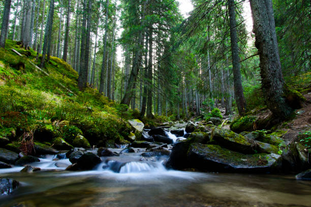 Mountain river flowing through the green forest. Stream in the wood