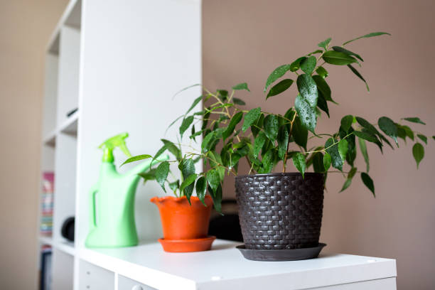istock Potted flowers. Watering flowers. 1080166658