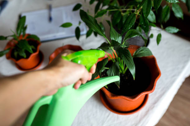 istock Potted flowers. Watering flowers. 1080166664
