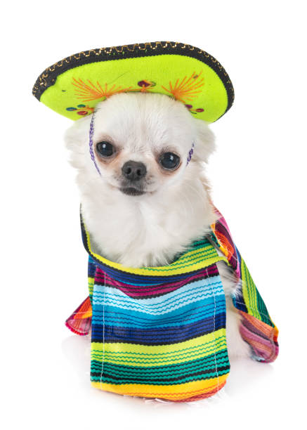 istock little chihuahua 1080168662