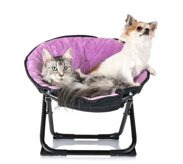 istock maine coon cat and chihuahua 1080170300