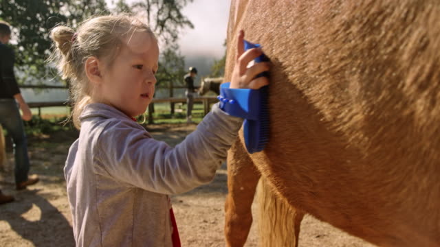 Little girl brushing a horse in sunshine