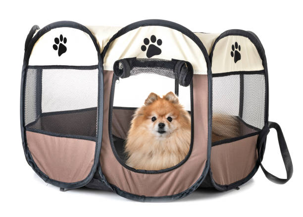 honden in de pen - babybox stockfoto's en -beelden