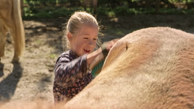 Girl brushing a horse in sunshine and smiling